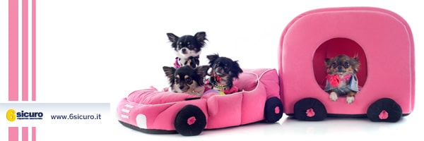 Animali domestici in auto? Ecco come trasportarli.