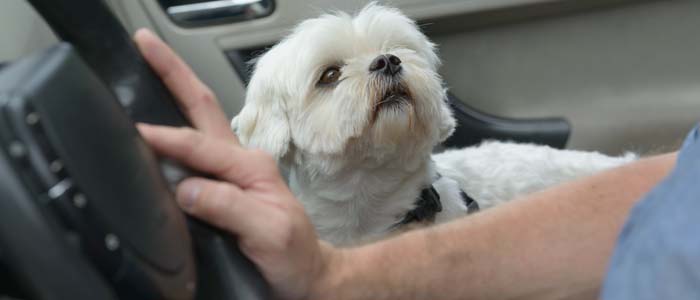 trasportare un cane