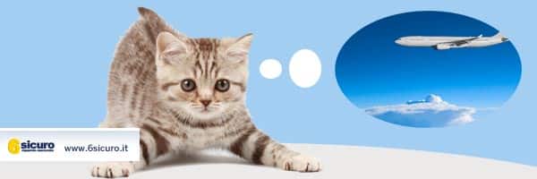 Viaggiare in aereo con il gatto: assicurazioni e consigli