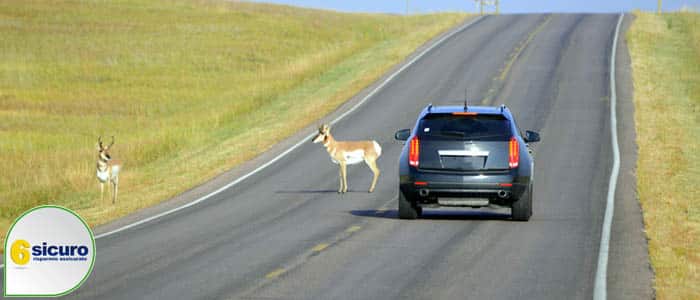 incidenti con animali