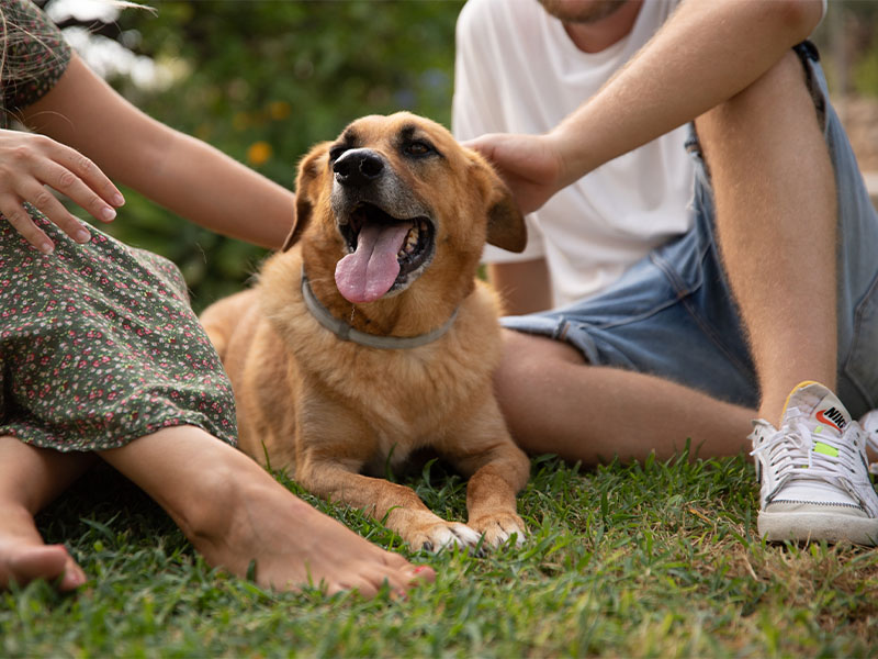 Informazioni Animali domestici